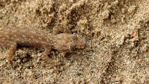 Gecko arrastrándose en la arena — Vídeos de Stock